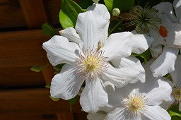 clematis Toki