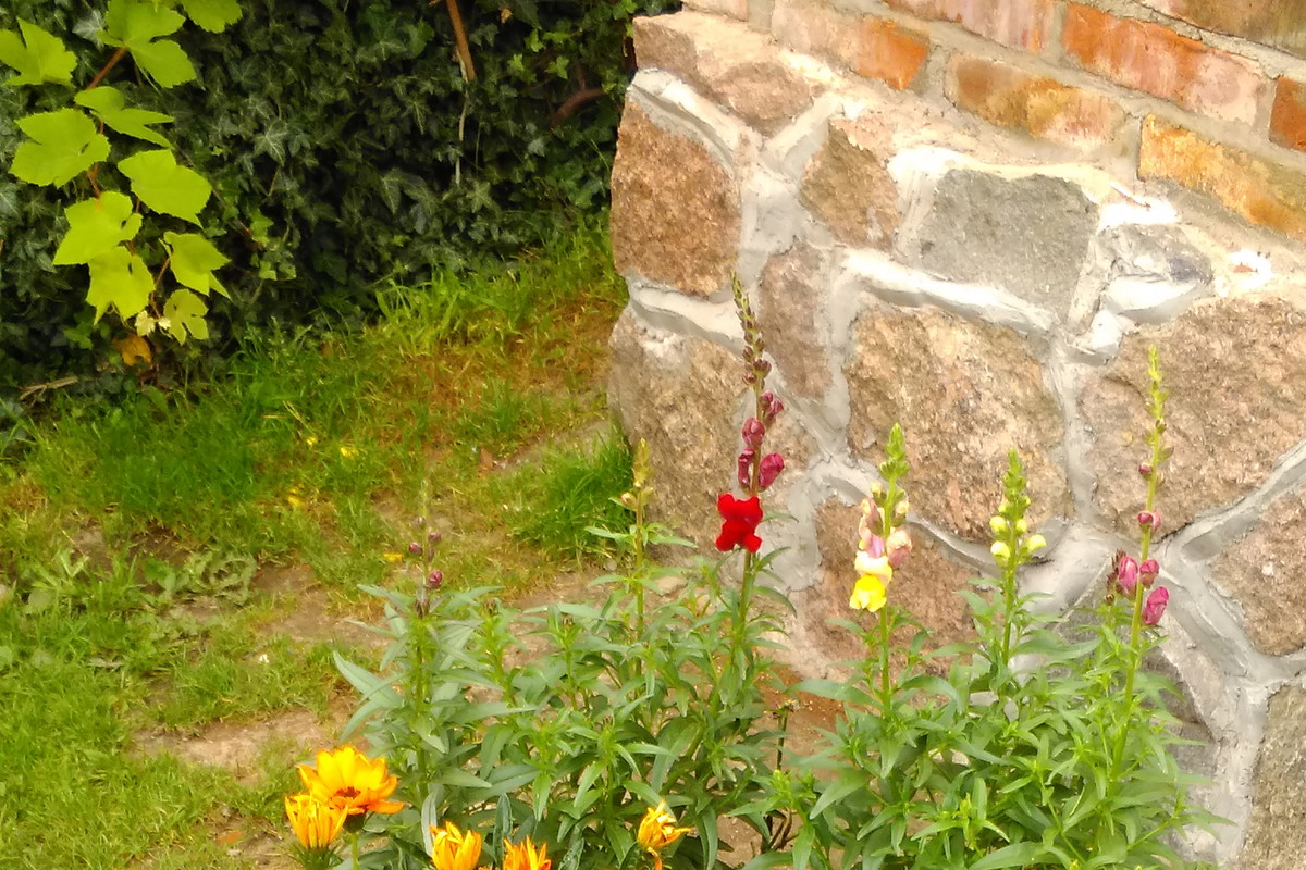 Co mieszka w starym pniu???