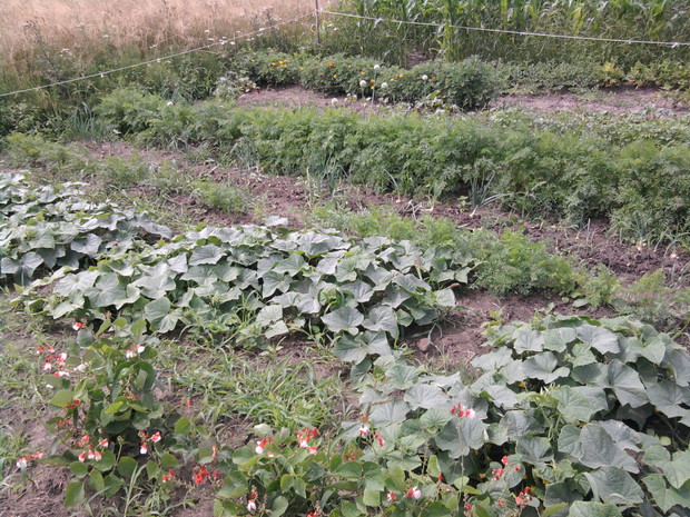 Cudowne warzywa w moim zakatku.