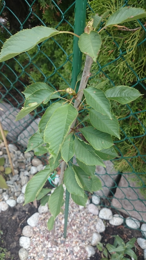 Czereśnia kolumnowa