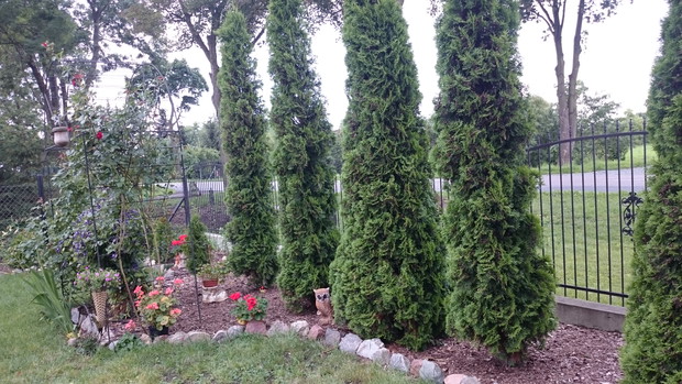 Część ogrodu nad główną drogą