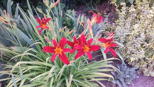 Długo kwitnące liliowce  rosną na rabacie z różami 