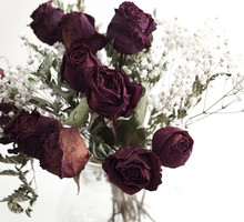 Do suszenia doskonale nadają się m.in. róże (zdj.: Fotolia.com)