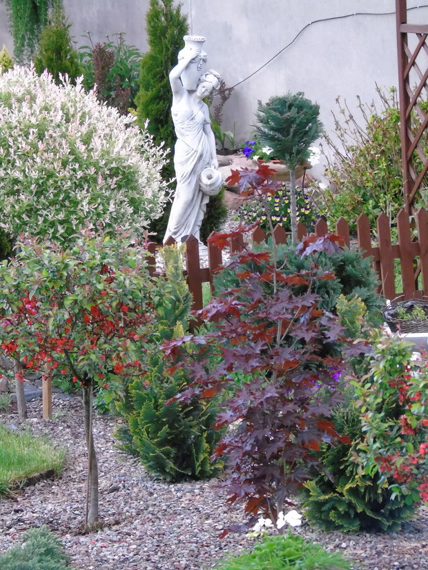 Figura kobiety wśród krzewów-pigwowców, klonu kolumnowego crimson sentry i wiarzby hakuro-nishiki.