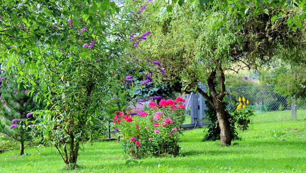 floksy i wierzba i budleja i inne tam :)