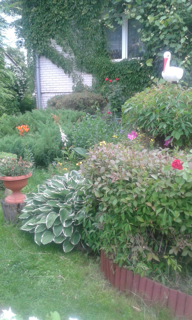 Fragment mojego ogrodu.