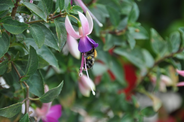 Fuksja musi mieć dobry pyłek .....