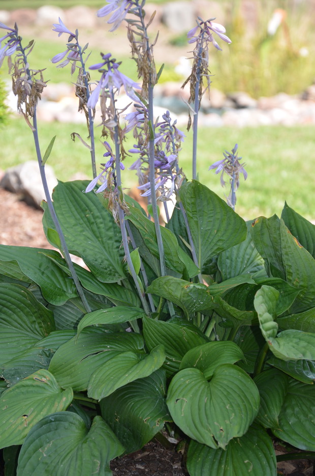 Funkia w pełni kwitnienia :)