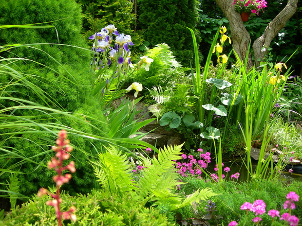 gąszcz roślin przy oczku wodnym