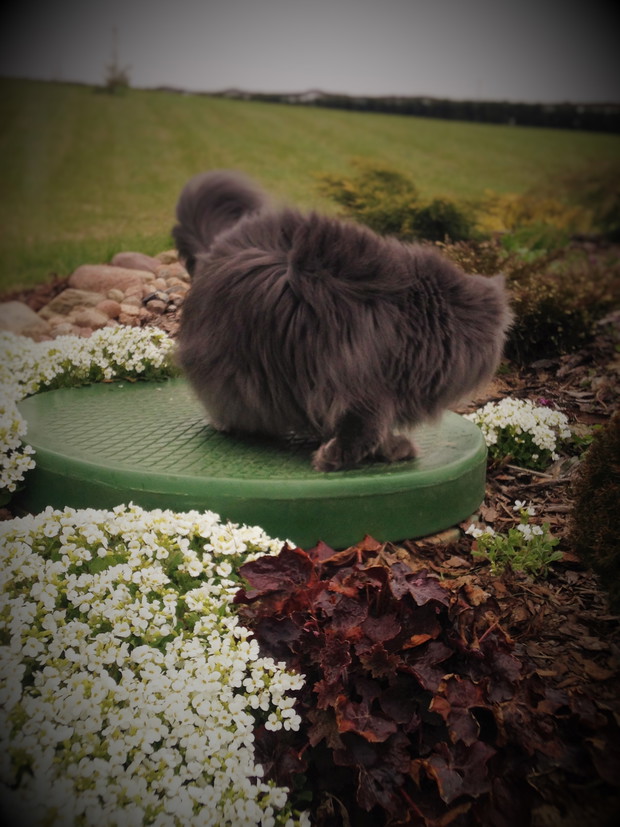 gęsiówki i żurawki