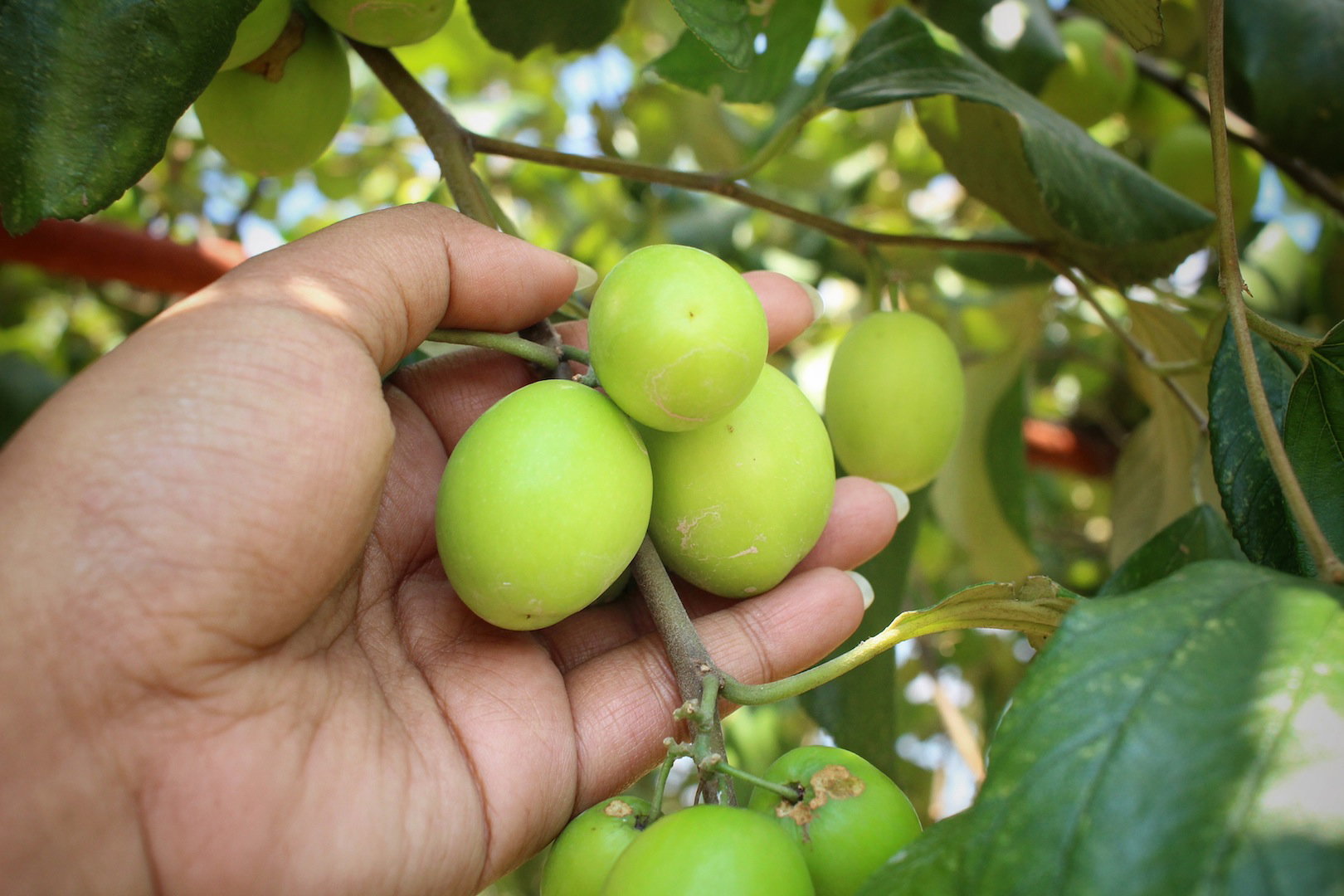 Głożyna pospolita Ziziphus jujuba (zdj.: Fotolia.com)