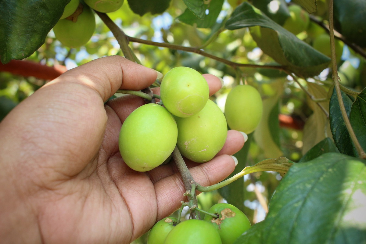 Głożyna pospolita Ziziphus jujuba (zdj.: Fotolia.com)