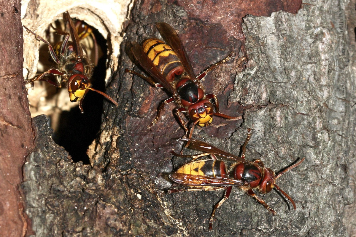 Gniazdo szerszeni (zdj.: Fotolia.com)