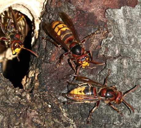 Gniazdo szerszeni (zdj.: Fotolia.com)