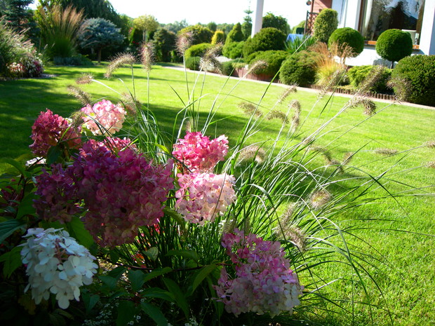 hortensje, obowiązkowe w ogrodzie