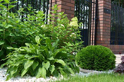 Hosta na tle hortensji i danicki