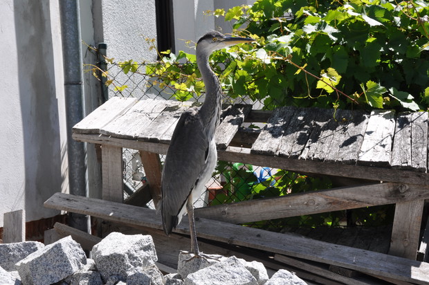 I jeszcze jedno zdjęcie czapli.