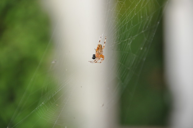 I jeszcze mały pajączek.