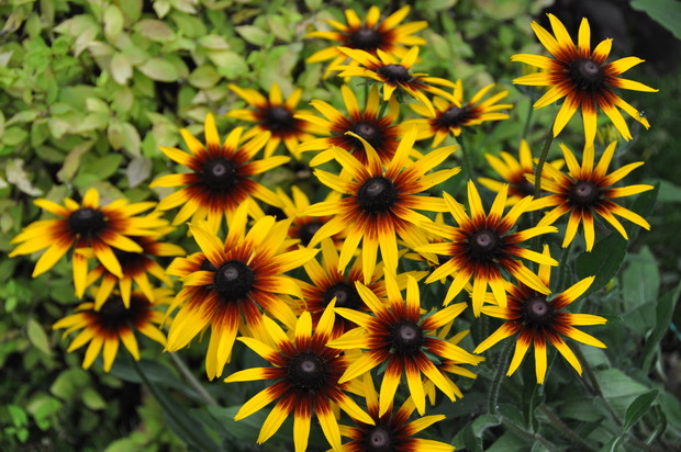 I na koniec w słoneczny dzień "słoneczka".