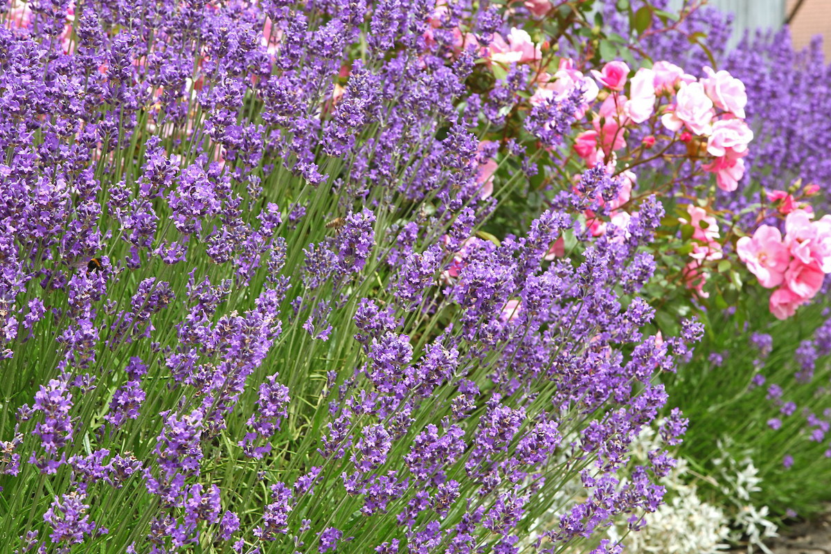 Jak widać, lawenda doskonale odnajduje się na rabacie (zdj.: Fotolia.com)