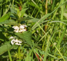 Jasnota biała Lamium album (zdj.: Fotolia.com)