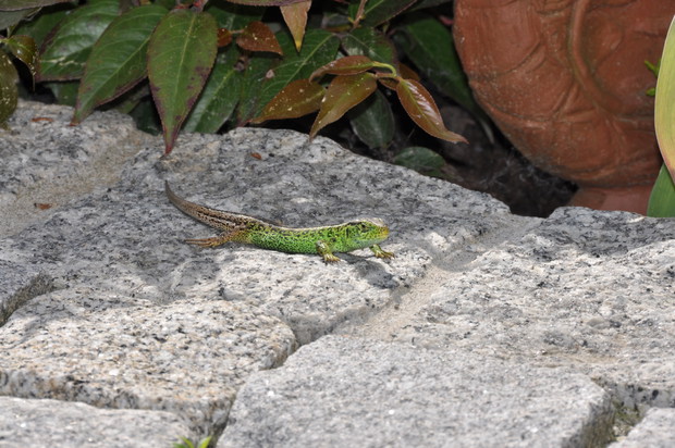 Jaszczurka wygrzewająca się na kamieniach naszego tarasu.