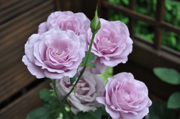 Jedna z kilku naszych odmian róż kwitnących.