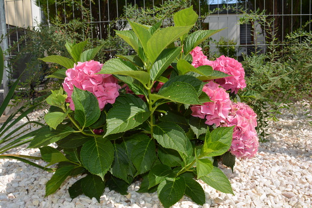 Jedyna różowa odskocznia ,piękna hortensja :) żal było jej nie wsadzić ;) 
