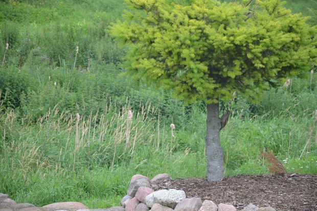 Jestem na drzewie :)