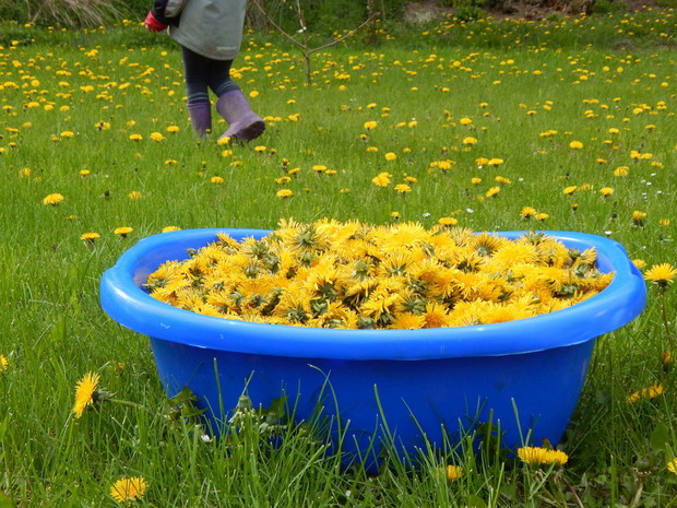 Jestem z tych co nie walczą z mniszkami w trawniku....a raczej korzystają z jego cennych właściwości