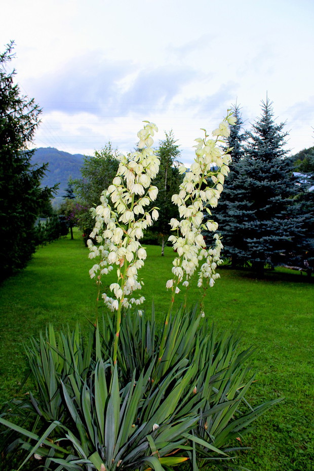 juki i w tle góra Makowica :)