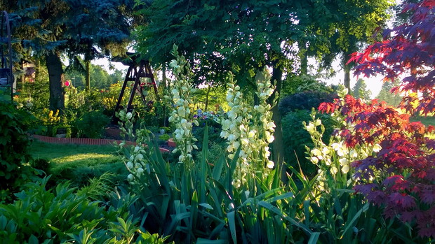 Juki i widok na hustawkę