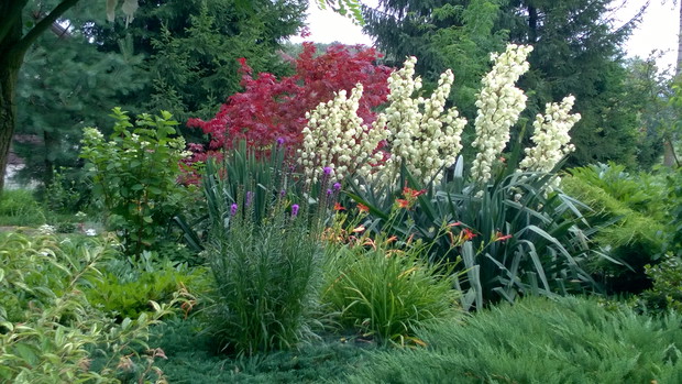 Juki w towarzystwie liliowców i liatry