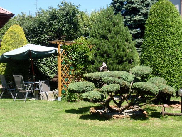 kącik kawowy i własnoręcznie przycięty i uformowany jałowiec