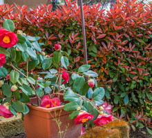 Kamelia japońska Camellia japonica (zdj.: Fotolia.com)