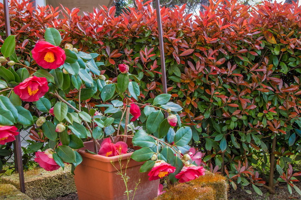 Kamelia japońska Camellia japonica (zdj.: Fotolia.com)