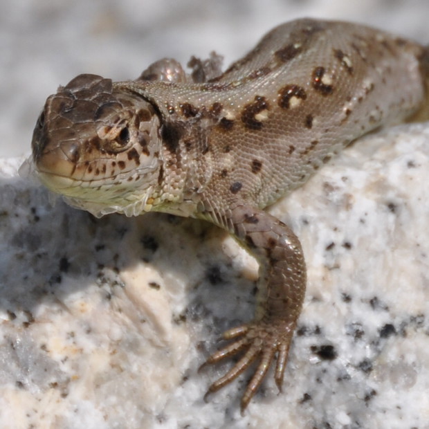 Kamienny taras jest rajem dla jaszczurek lubiących się wylegiwać na słonku :)