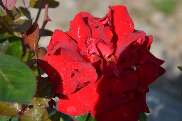 Królowa kwiatów  :)