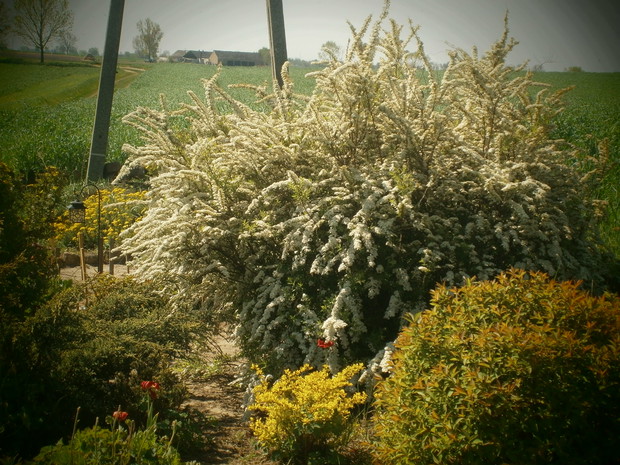 KRZEWY WIOSNĄ-TAWUŁY