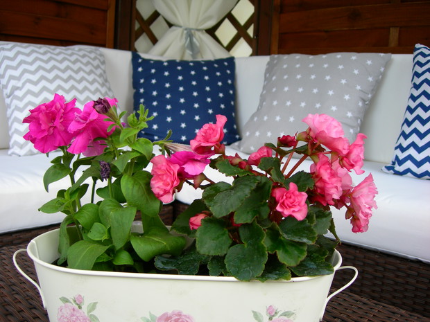 kwiaty, poradnik ogrodniczy, najlepiej umilają czas wypoczynku