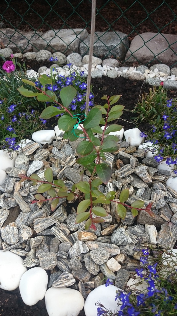 Lagerstroemia Nivea biala