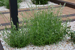 Lawenda oczywiście biała 