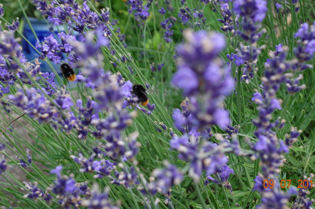 Lawenda posadzona z myślą o koneserach