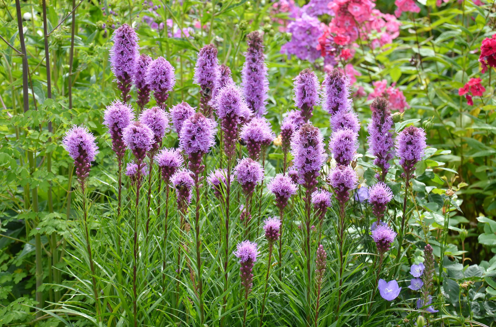 Liatra kłosowa Liatris spicata (zdj.: Fotolia.com)