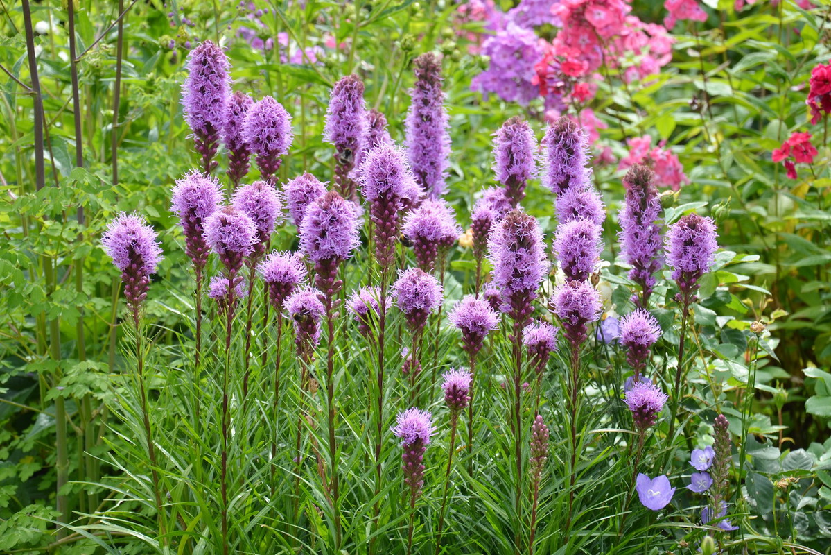 Liatra kłosowa Liatris spicata (zdj.: Fotolia.com)