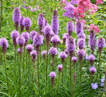 Liatra kłosowa Liatris spicata (zdj.: Fotolia.com)