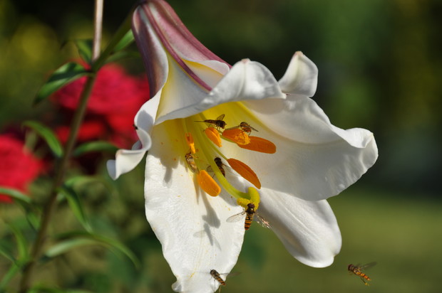 Lilie uwielbia każdy ......  :)