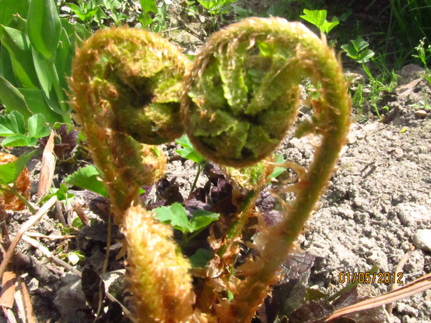 małe love w wersji paproci :)