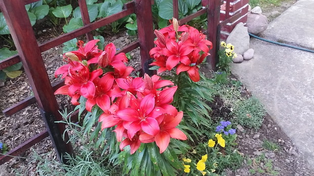 Miniaturowe lilie w kolorze ognistej czerwieni -mój nabytek  Z   Targach Ogrodniczych w Kielcach.