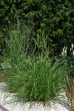 Miskanty ,rozplenice i proso 